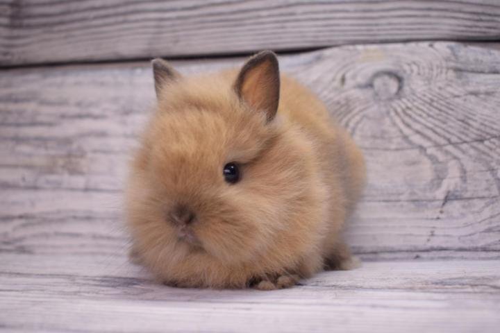 Кролик декоративный