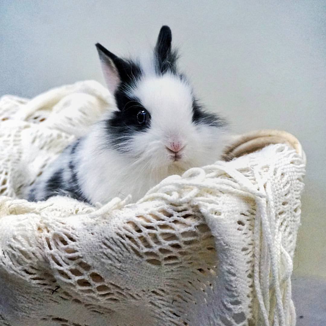 Кролик декоративный