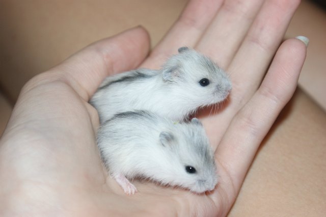 Хомяк джунгарский мандариновый,белый