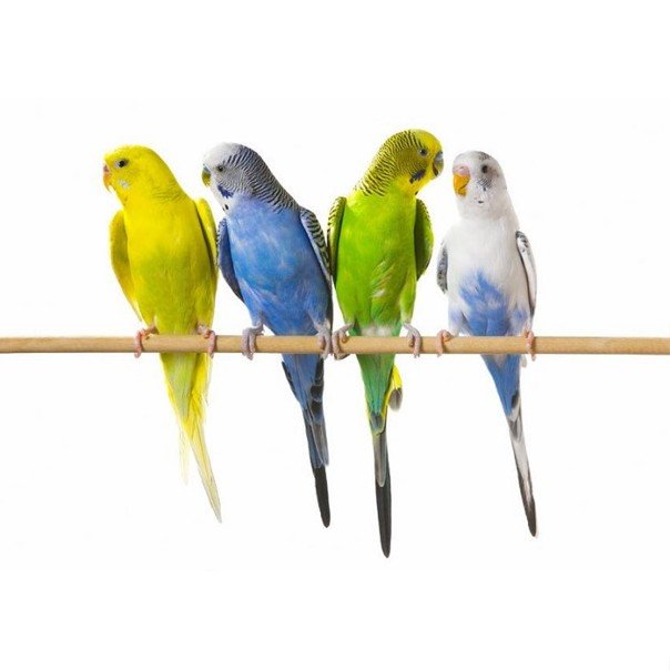 Попугай волнистый мальчик