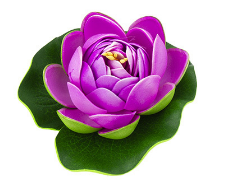 Кувшинка для пруда