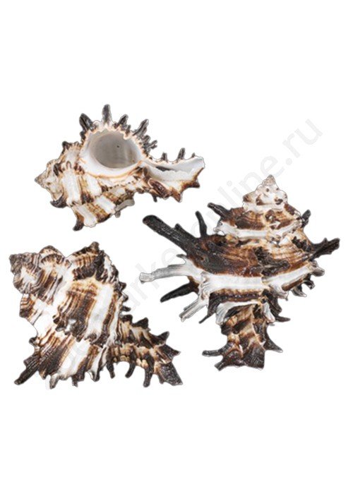 РАКУШКИ "ТРИТОН" 100г (МУРЕКС ИНДИВИЯ)