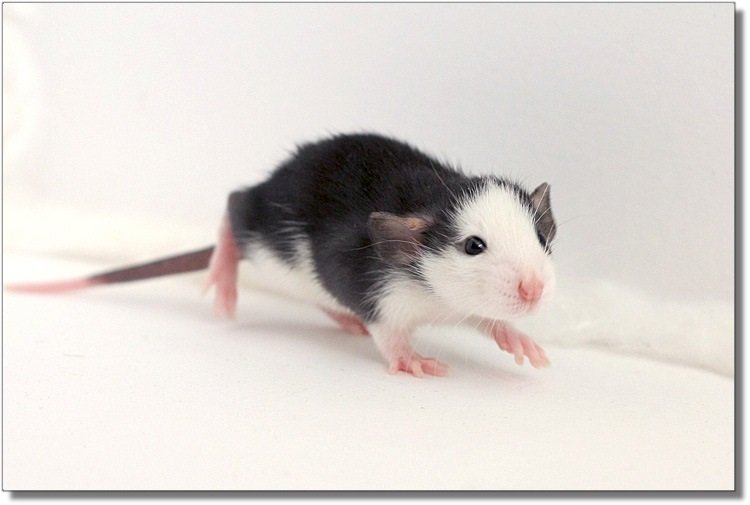 Крыса декоративная