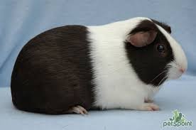 Морская свинка гладкошерстная