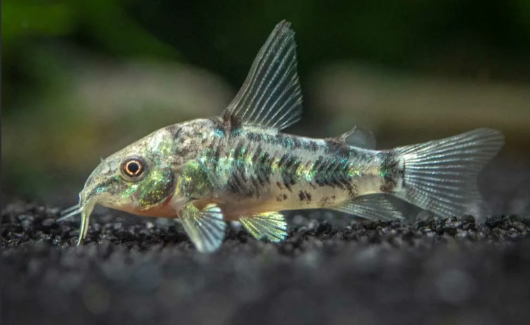 Сом Крапчатый