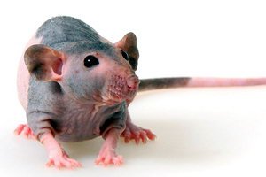 Крыса Сфинкс