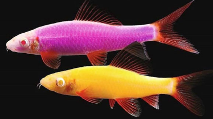 Лабео ГЛО ассорти