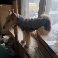 8032 Свитер для собаки на молнии, цвет cерый, размер L