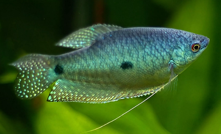 Гурами  в асс