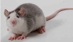 Крыса декоративная