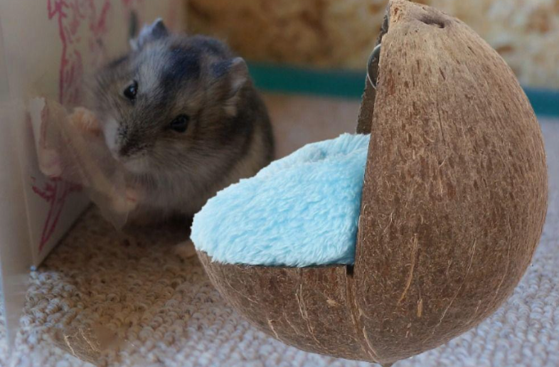 Кресло Кровать для грызунов Кокос