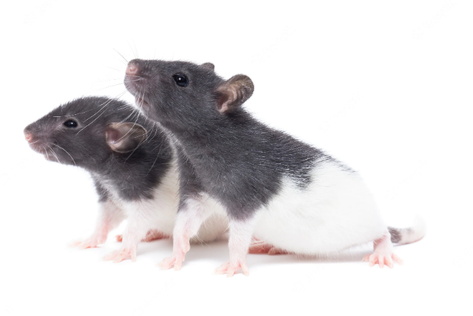 Крыса Дамбо