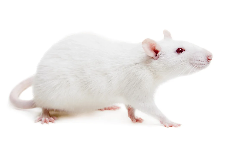 Крыса декоративная